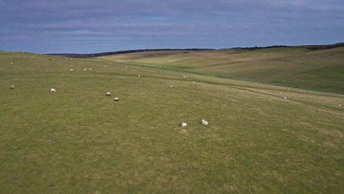 在英格兰比奇海德附近的南唐斯放牧的绵羊-无人机射击