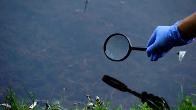 生物学家通过放大镜研究森林湖泊中的水微生物