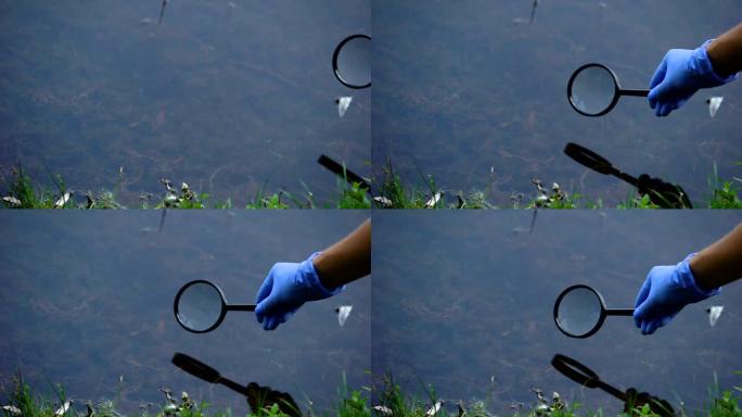 生物学家通过放大镜研究森林湖泊中的水微生物