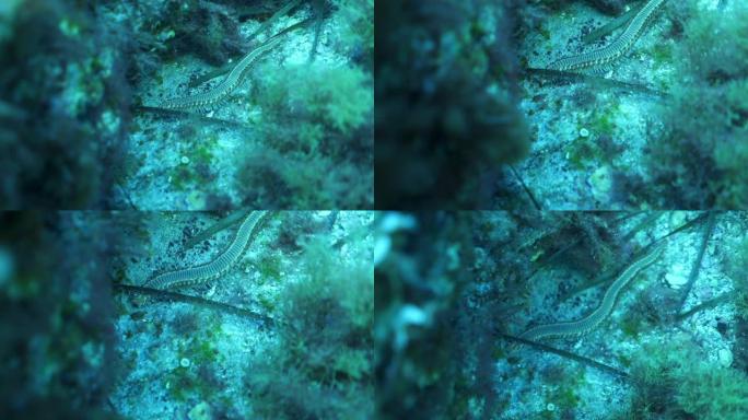 在岩石上拍摄鳗鱼的水下慢动作