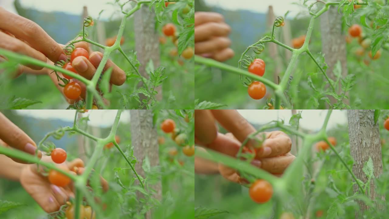 从花园里采摘樱桃番茄的女性手