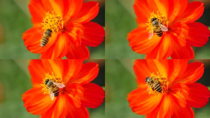 橘子花上的特写蜜蜂。