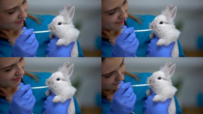 兽医用移液器，抗生素或驱虫药给兔子用药