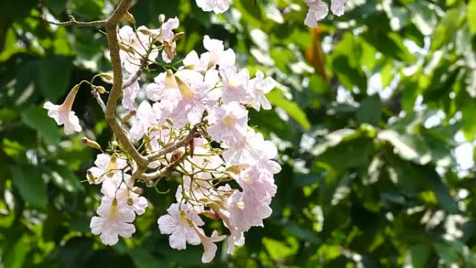 树上开花的粉红色花朵