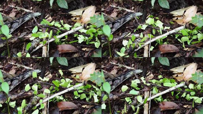 雨林中忙碌的蚂蚁
