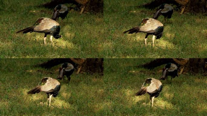 孔雀是Phasianidae科的Pavo和Afropavo属，野鸡及其盟友中的三种鸟类的通用名称。印