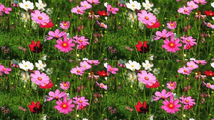 花园中宇宙花的移动