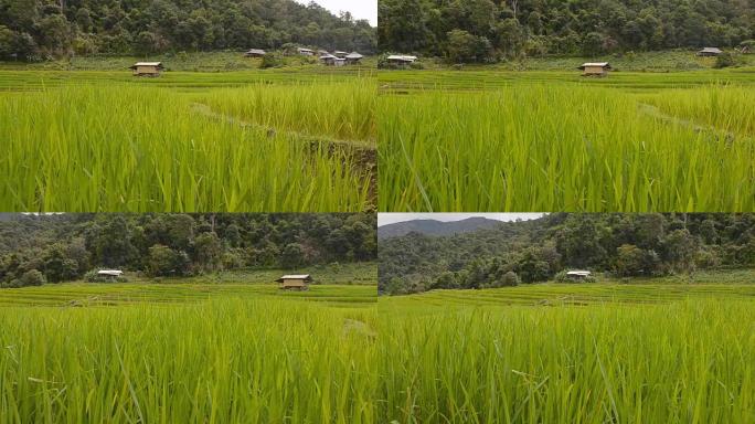 平移: 水稻梯田后面的一个小茅屋村