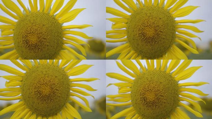 田野上生长的鲜黄色向日葵的特写镜头。