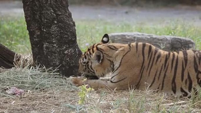 老虎在森林里吃肉