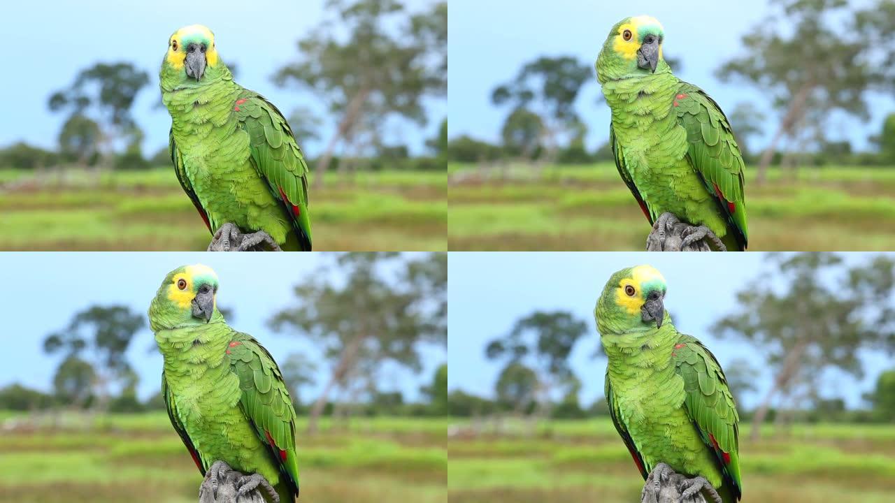 大自然中的巴西鹦鹉