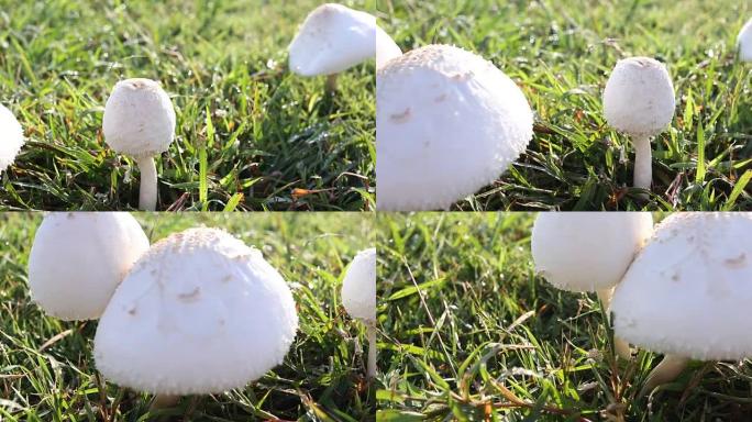 视频记录蘑菇中毒在花园草坪。