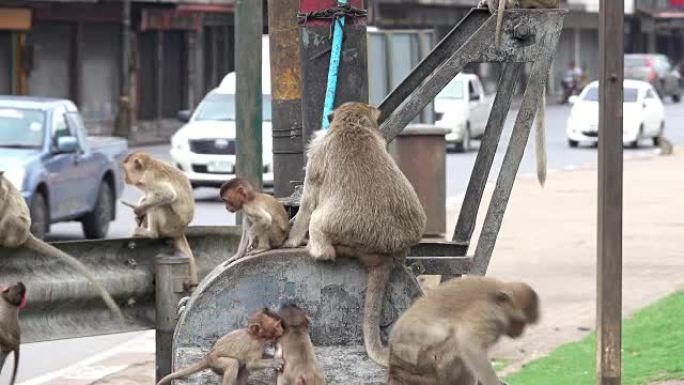 华富里的猕猴