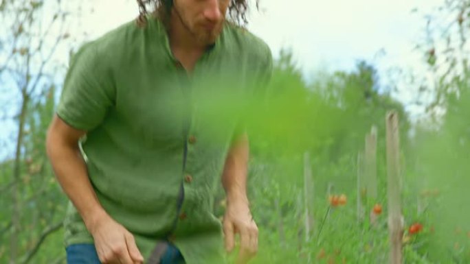 男人在他的永续花园中采摘樱桃番茄