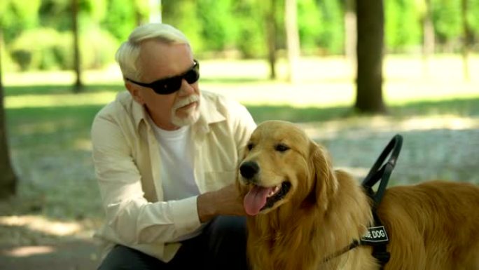 盲人老人爱抚导盲犬，感恩喂养宠物寻求帮助