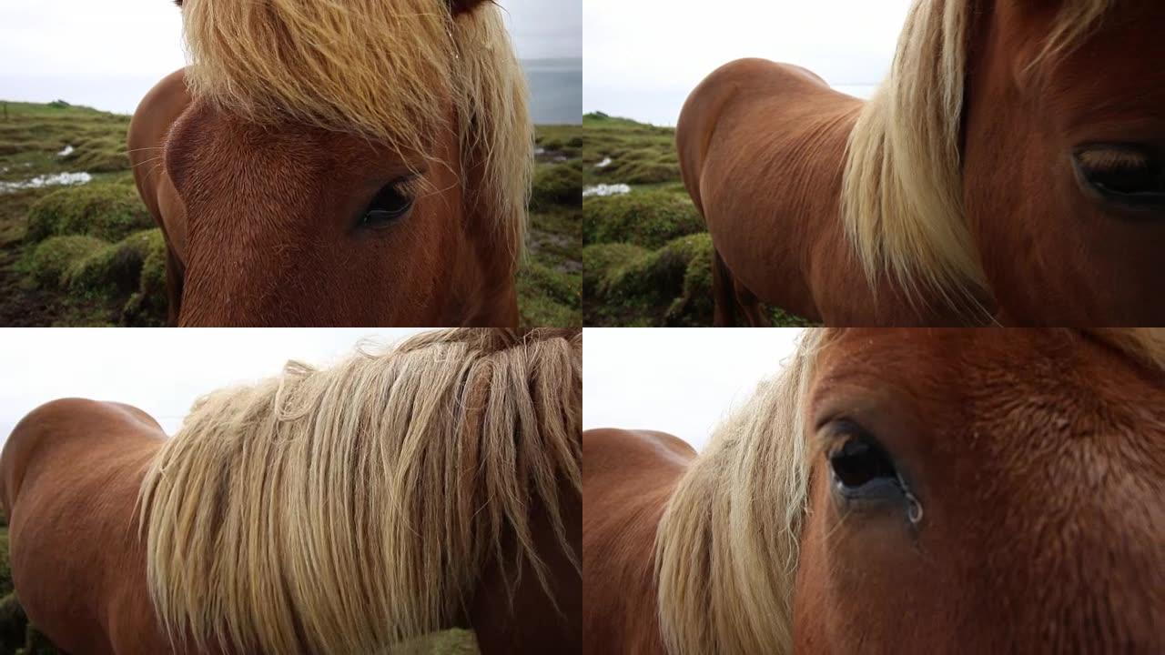 冰岛马，细节眼毛发睫毛