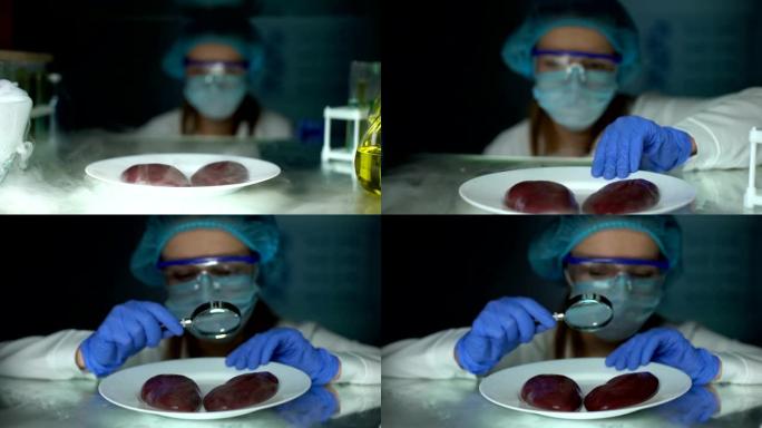 实验室助理用放大镜检查猪肾脏，营养质量