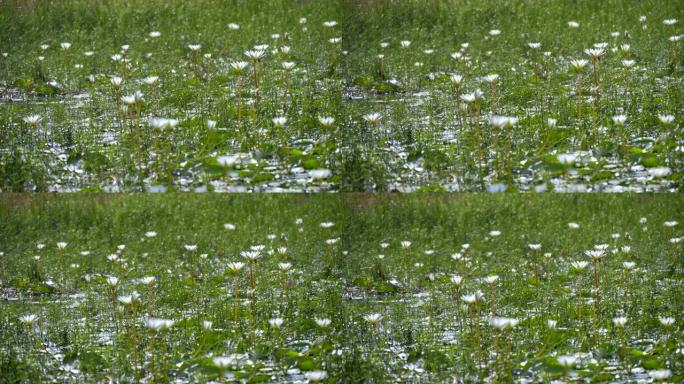 美丽的白花睡莲在湖里和许多蜻蜓飞