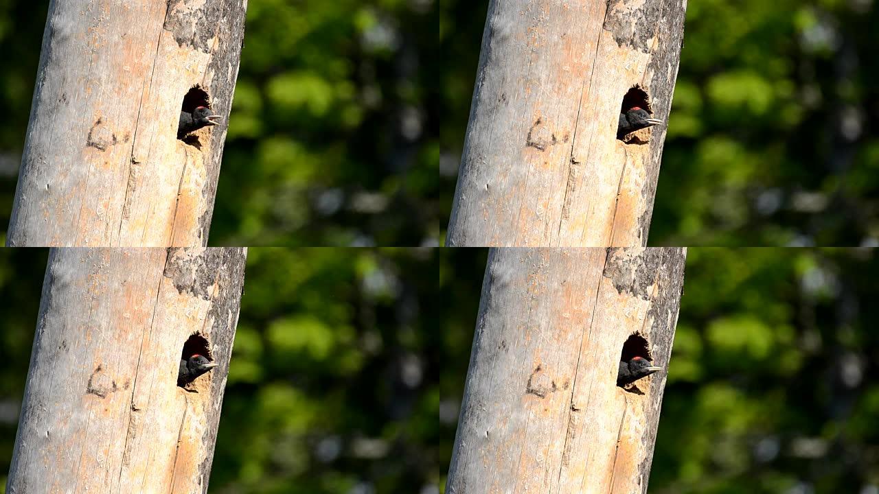 黑啄木鸟 (Dryocopus martial)