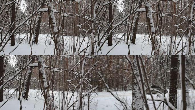 汽车在森林白雪覆盖的道路上驶过。