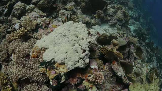 印度尼西亚班达岛珊瑚礁的特写镜头