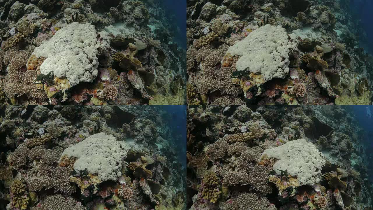 印度尼西亚班达岛珊瑚礁的特写镜头