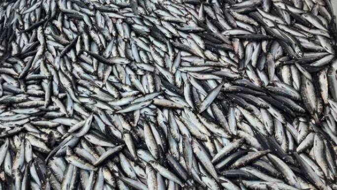 渔业: 大量捕捞鱼类