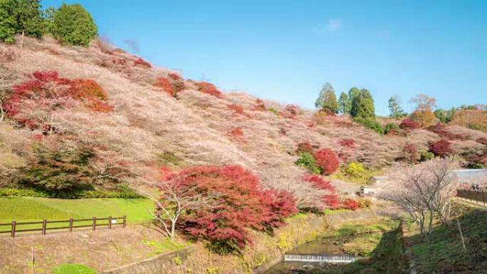 延时: 奥巴拉樱花与秋红离开丰田名古屋日本