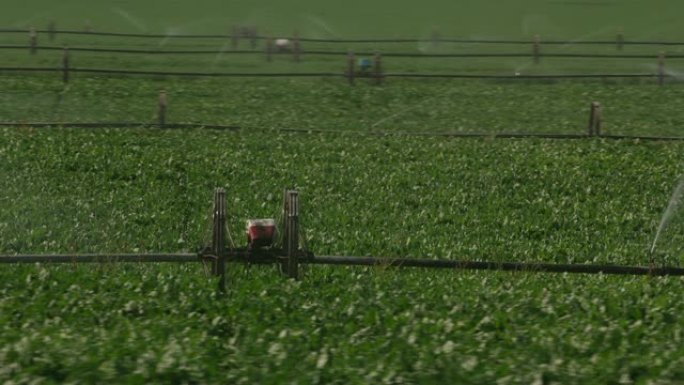 怀俄明州的洒水喷洒农田。