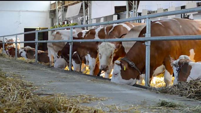 奶牛畜牧业机器挤奶养牛农场
