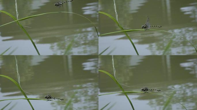 蜻蜓降落在水合花上慢动作。