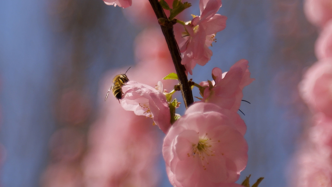 春天蜜蜂花朵间采蜜