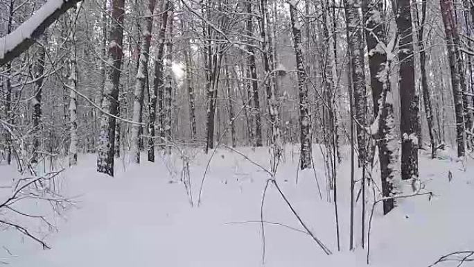冰雪景观。一场降雪后的森林。