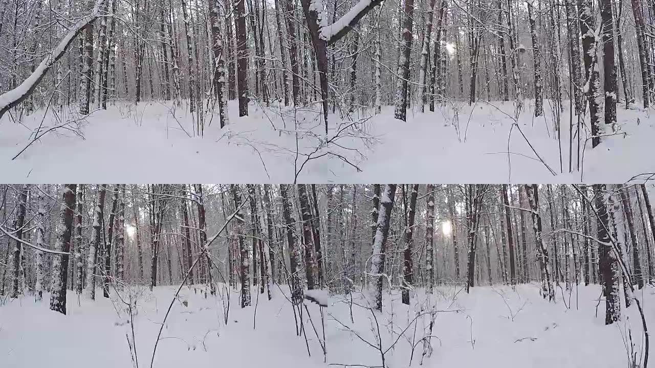冰雪景观。一场降雪后的森林。