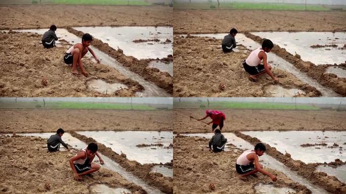 儿童在耕地上玩耍