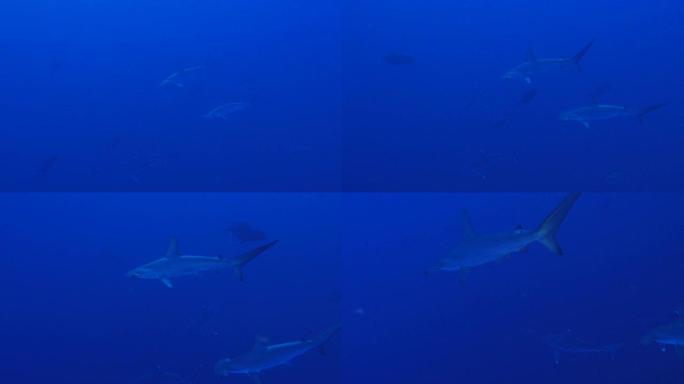 一群锤头鲨靠近相机游泳