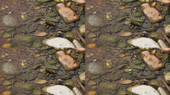 小溪和青蛙蛙跳跳跃惊吓逃跑鹅卵石
