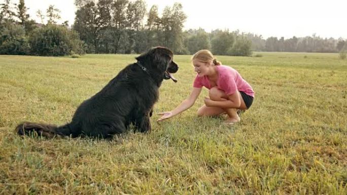 SLO MO狗在草地上给他的女主人一只爪子