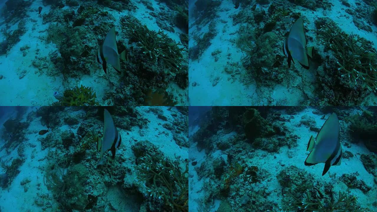 珊瑚礁中的Pinnatus蝙蝠鱼 (spabefish)