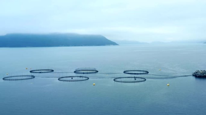 航拍镜头在挪威捕捞鲑鱼