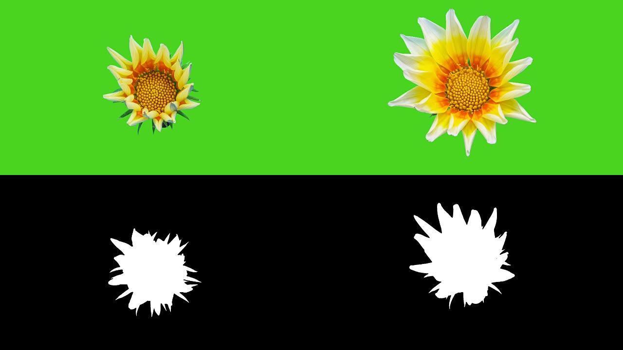 太阳花-Gazania在绿色背景上的延时视频中绽放。包括阿尔法频道。