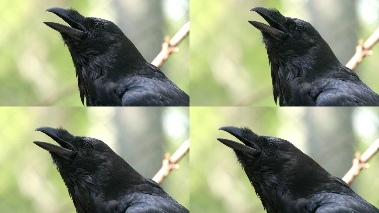 普通渡鸦 (Corvus corax)，又称北渡鸦，是一种大型全黑雀形目鸟类。在北半球发现，它是所有