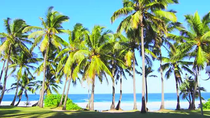 Great Anse Palm Trees on Morning-Reunion Island