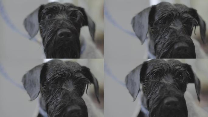 毛茸茸可爱的黑色小狗的肖像特写。