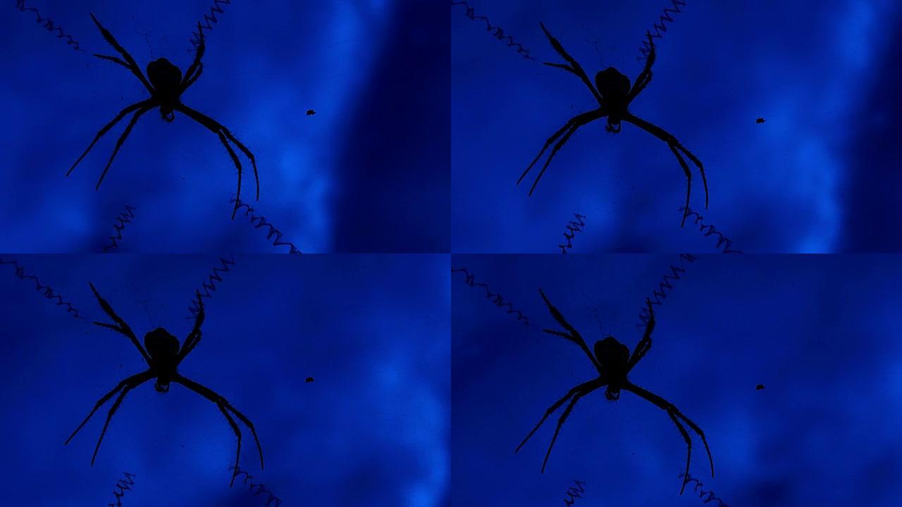 网上蜘蛛对蓝天的特写