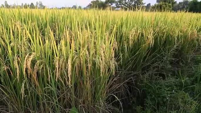 泰国的茉莉花稻田。
