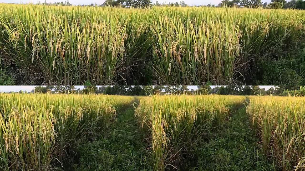 泰国的茉莉花稻田。