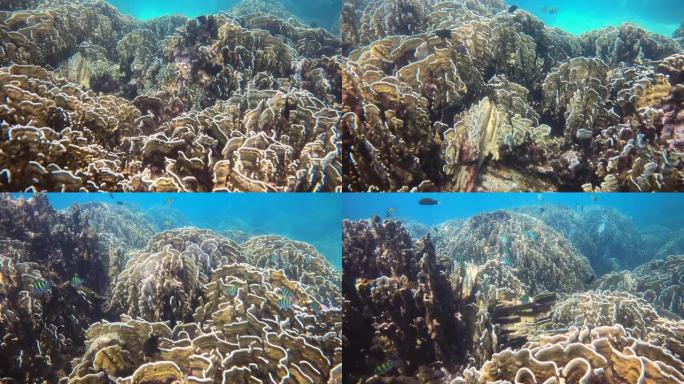 火珊瑚海底景观热带鱼群海洋大海野生动物