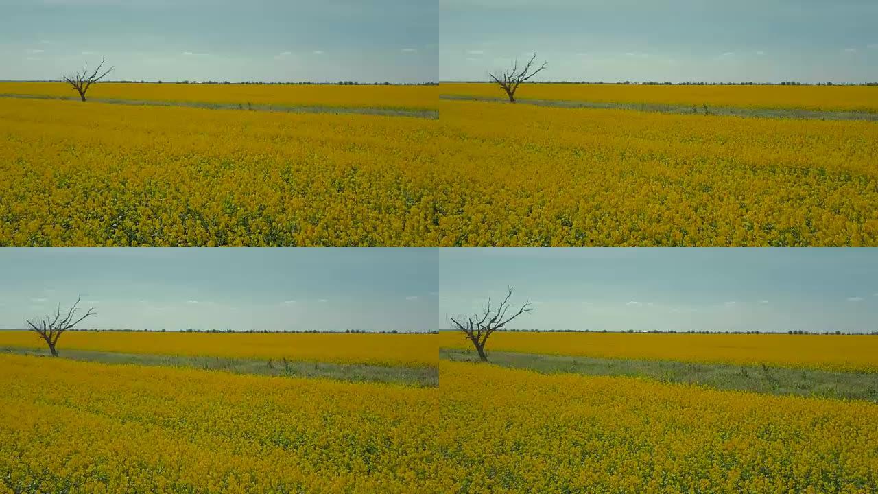 黄色的成熟油菜籽田，有一棵孤独的枯树。鸟瞰图