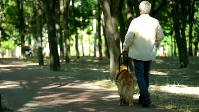 视障人士带着导盲犬在公园散步，牵着安全带感觉安全